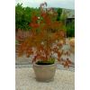 Blumentopf für kleine Bäume H 29 cm