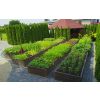 Erhöhtes Gartenbeet mit Gemüse- und Kräuteranbau