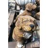 Gartenstatue Hund für Terrasse H 38 cm