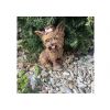 Gartenstatue Hund H 25 cm