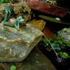 Wasserspeier aus der liegende Frosch H 8 cm