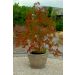 Blumentopf für kleine Bäume H 29 cm, Art.-Nr.: 2031, Gewicht: 26kg, Höhe B-S: 29 cm, Länge(Innendurchmesser): 36cm, Breite(Durchmesser des äußeren: 36 cm