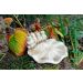 Gartentränke für Tiere für den Garten H 13 cm, Höhe: 13 cm, Breite(Durchmesser des äußeren: 26 cm, Art.-Nr.: 7004, Länge(Innendurchmesser): 27 cm, Gewicht: 4 kg